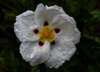 Zastosowanie czystka