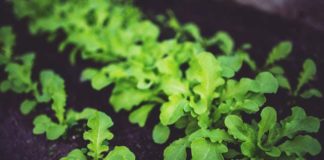 Bezpieczna uprawa zielonych warzyw w ogrodzie. Top 5 gatunków do uprawy w tunelach foliowych