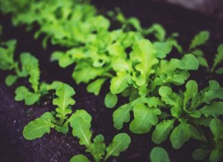 Bezpieczna uprawa zielonych warzyw w ogrodzie. Top 5 gatunków do uprawy w tunelach foliowych Bezpieczna uprawa zielonych warzyw w ogrodzie. Top 5 gatunków do uprawy w tunelach foliowych