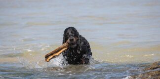 Ile trzeba zapłacić za sprowadzenie auta z Niemiec?