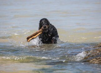 Ile trzeba zapłacić za sprowadzenie auta z Niemiec?