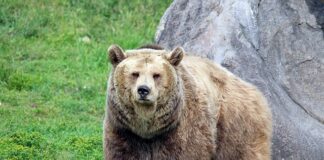 Jak spotkać się z kimś we śnie?