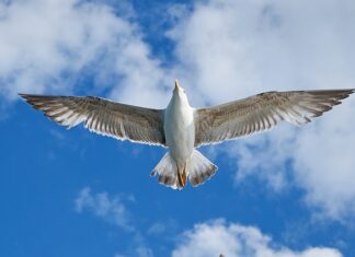 Co produkuje VW? Co produkuje VW?