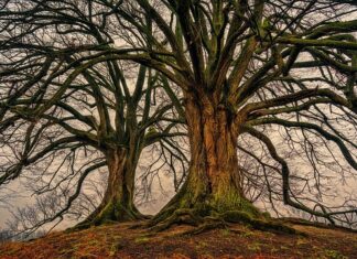 O czym świadczy podwójne nazwisko?