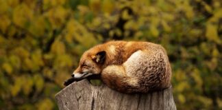 Czy spanie w jednym łóżku to grzech bez współżycia?