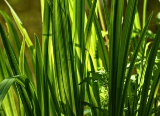 Co podać kobiecie na popęd domowe sposoby?