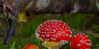 Jak zachowuje się toksyczny mąż?