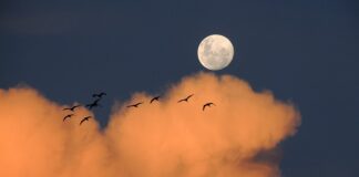 Ile razy w ciągu dnia facetowi staje?