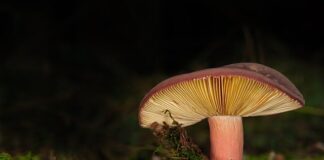 Jak zamontować lamele za telewizorem?