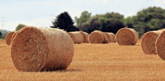 Jaka jest rola żony?