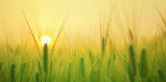 Czego potrzebuje każdy mężczyzna?