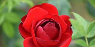 Jak rozbudzić namiętność u męża?