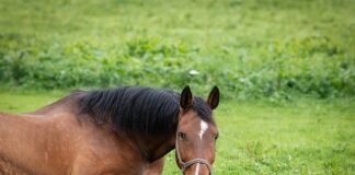 Jak zrobić uchwyt na narzędzia ogrodowe?