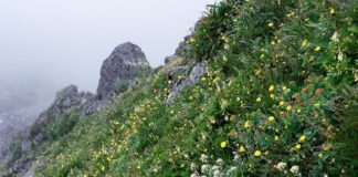 Po której stronie jeździ się w Japonii?