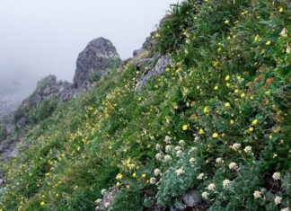 Po której stronie jeździ się w Japonii?