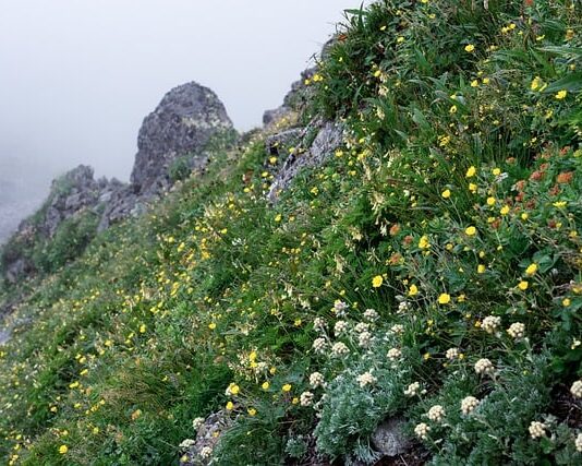 Po której stronie jeździ się w Japonii?