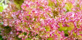 Jaki kolor pościeli do szarej sypialni?