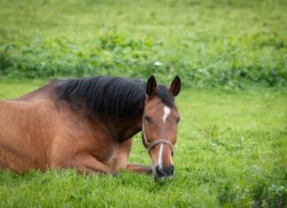 Jak zrobić uchwyt do kosy spalinowej? Jak zrobić uchwyt do kosy spalinowej?