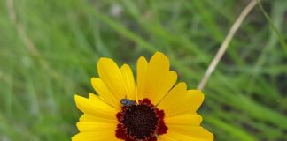 Z jakich powodów można unieważnić małżeństwo?