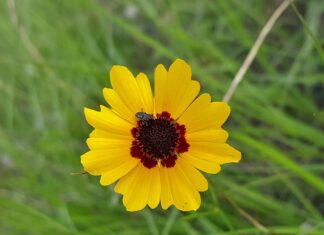 Z jakich powodów można unieważnić małżeństwo?