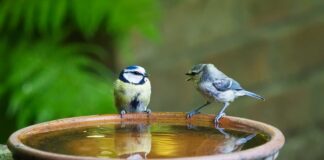 Kto pierwszy mówi przysięgę?