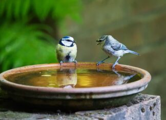 Kto pierwszy mówi przysięgę?