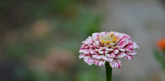 Po co ludzie się żenią?