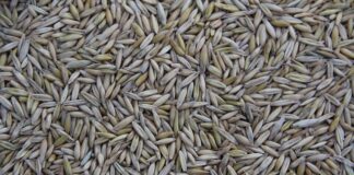 Gdzie produkuje się jeep?