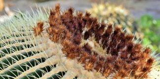 Kiedy teściowa jest toksyczną?