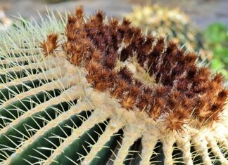 Kiedy teściowa jest toksyczną?