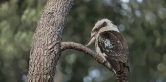 Na co patrzy facet zauroczony?