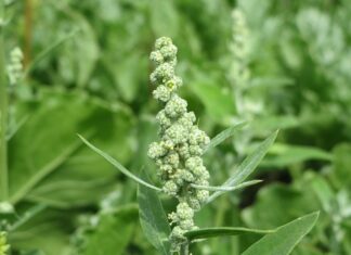 Czy meldunek chroni przed eksmisja?