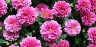 Co jest bardziej wytrzymałe deska czy płyta OSB?