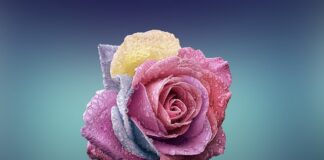 Po czym poznać że to miłość na całe życie?