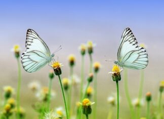 Jak się pisze para młoda czy młoda para?