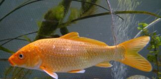 Czy hybrydy są drogie w utrzymaniu?